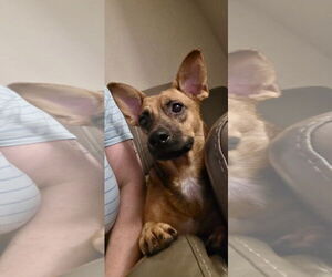 Chihuahua-Unknown Mix Dogs for adoption in Virginia Beach, VA, USA