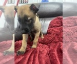 Small Photo #107 Belgian Malinois Puppy For Sale in REESEVILLE, WI, USA