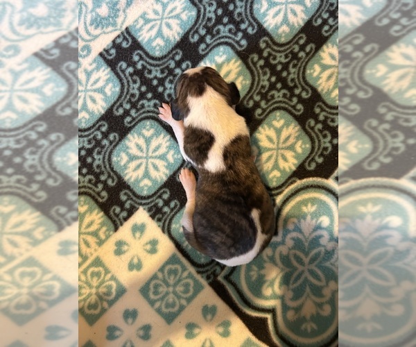 Medium Photo #1 Whippet Puppy For Sale in ONEIDA, TN, USA