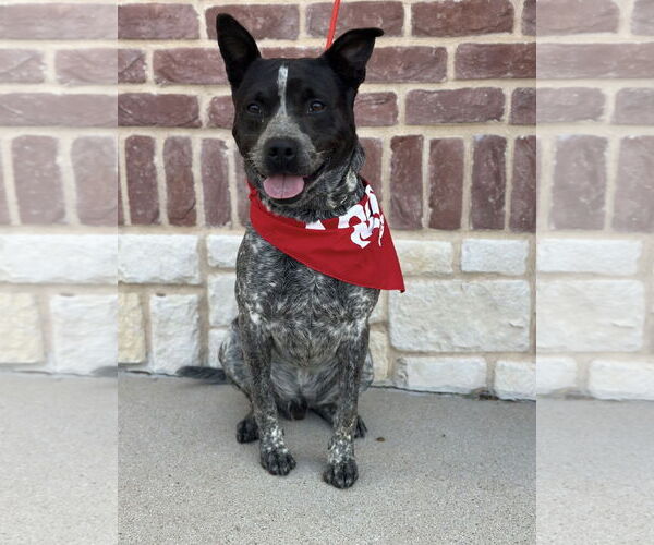 Medium Photo #8 Mutt Puppy For Sale in Euless, TX, USA