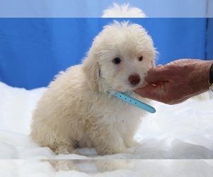 Poodle (Toy) Puppy for sale in DYERSBURG, TN, USA