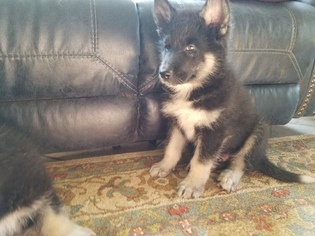 American Indian Dog Puppy for sale in CHERRY CREEK, NY, USA