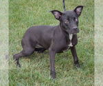 Small #2 American Staffordshire Terrier Mix