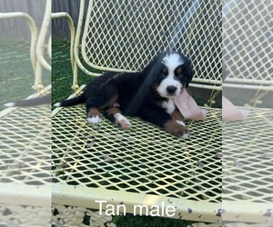 Bernese Mountain Dog Puppy for sale in SPENCER, IN, USA