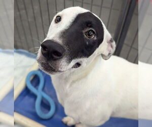 Bull Terrier-Unknown Mix Dogs for adoption in El Centro, CA, USA