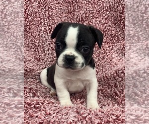 French Bulldog Puppy for sale in JOHNS ISLAND, SC, USA