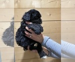 Small Photo #4 Bernese Mountain Dog-Portuguese Water Dog Mix Puppy For Sale in LONG GROVE, IA, USA