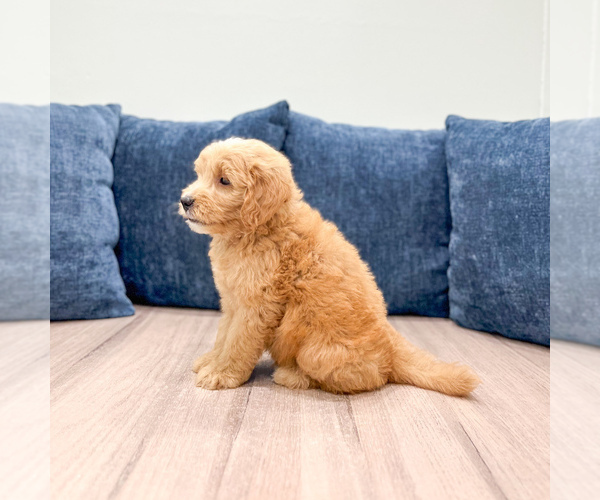 Medium Photo #4 Goldendoodle (Miniature) Puppy For Sale in MILLERSBURG, OH, USA