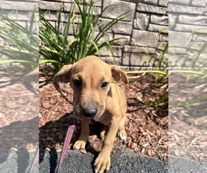 Mutt Dogs for adoption in Sterling, MA, USA