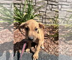 Small Mutt