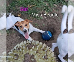 Mutt Dogs for adoption in Foristell, MO, USA