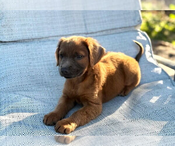 Medium Photo #2 Golden Labrador Puppy For Sale in Royal Palm Beach, FL, USA