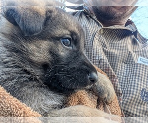 German Shepherd Dog Puppy for sale in lynchburg, VA, USA