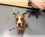 Small American Pit Bull Terrier