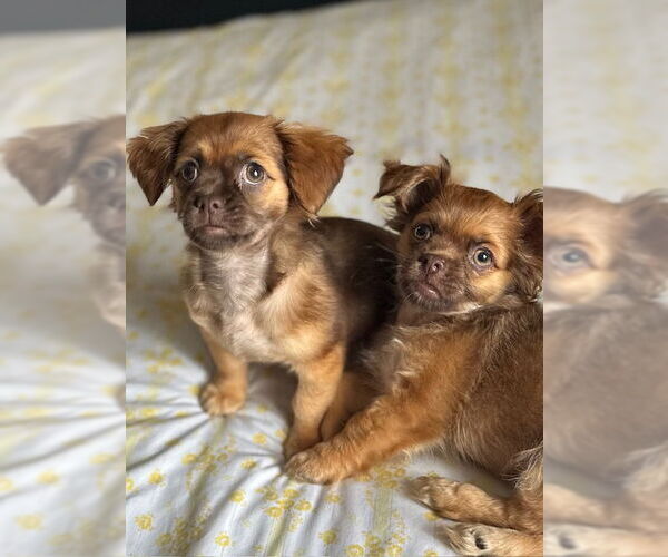 Medium Photo #6 ShiChi Puppy For Sale in Oakhurst, NJ, USA