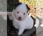 Small Photo #5 Pomsky Puppy For Sale in BAXTER, TN, USA