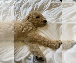 Goldendoodle Puppy for sale in CHESAPEAKE, VA, USA
