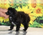 Jasper - Male Poodle (Toy) Puppy for Sale - Photo #6