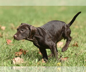 Franzi - Female Chocolate Labrador retriever-Pointer Mix Dog for Adoption - Photo #12