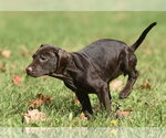 Small Photo #12 Chocolate Labrador retriever-Pointer Mix Puppy For Sale in Mechanicsburg, PA, USA