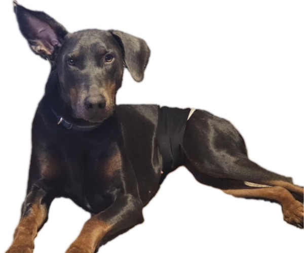 Medium Photo #1 Doberman Pinscher Puppy For Sale in CLINTON, OH, USA