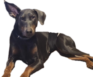 Father of the Doberman Pinscher puppies born on 01/01/2026