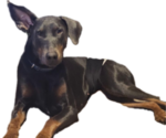Small Photo #1 Doberman Pinscher Puppy For Sale in CLINTON, OH, USA
