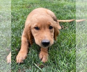 Golden Retriever Puppy for Sale in MODESTO, California USA