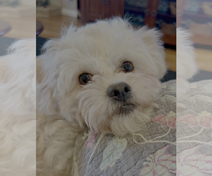 Maltipoo (Miniature) Dogs for adoption in Bellevue, WA, USA