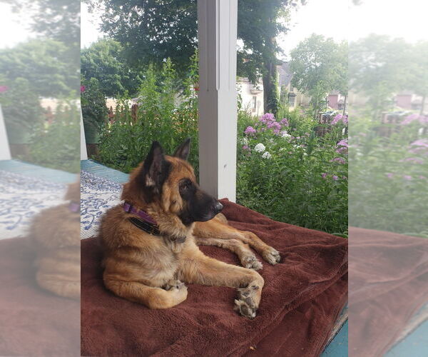 Medium Photo #3 Mutt Puppy For Sale in Crystal, MN, USA