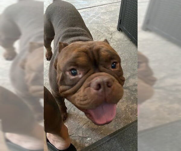 Medium Photo #6 American Pit Bull Terrier Puppy For Sale in Pacifica, CA, USA