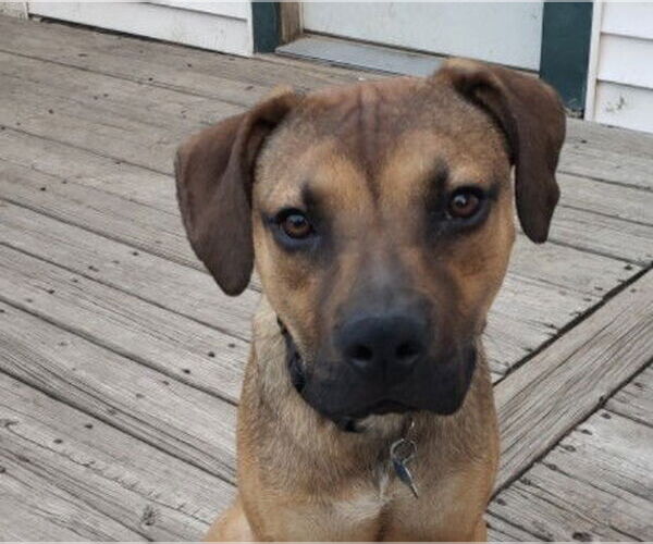 Medium Photo #3 Mutt Puppy For Sale in Plainfield, IL, USA