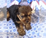Small #3 Yorkshire Terrier