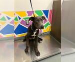 Small Labrador Retriever Mix