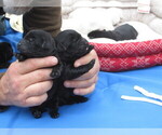 Small Photo #9 Labrador Retriever Puppy For Sale in ORANGE, MA, USA