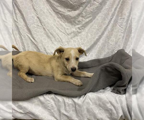 Medium Photo #1 Beagle-Unknown Mix Puppy For Sale in Modesto, CA, USA