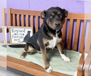 Labrottie Dogs for adoption in Genesee, WI, USA