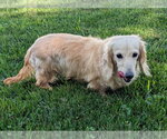 Small #4 Dachshund