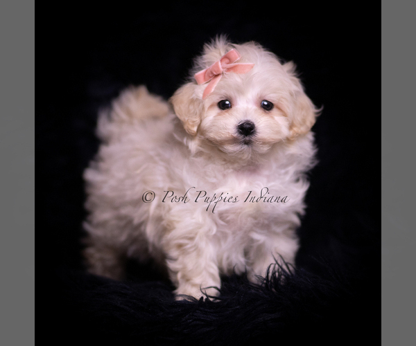 Medium Photo #95 Maltipoo (Miniature) Puppy For Sale in WARSAW, IN, USA