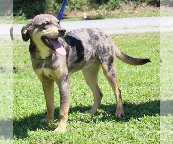 Medium Photo #3 Catahoula Leopard Dog-Unknown Mix Puppy For Sale in Prattville, AL, USA