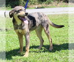 Small #2 Catahoula Leopard Dog Mix