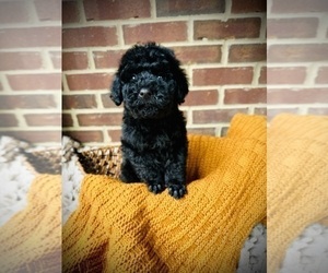 Poodle (Standard) Puppy for sale in CROSSVILLE, TN, USA