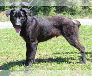 Patches 43544 - Male Labrador Retriever-Unknown Mix Dog for Adoption - Photo #2