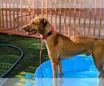Small #1 Doberman Pinscher Mix