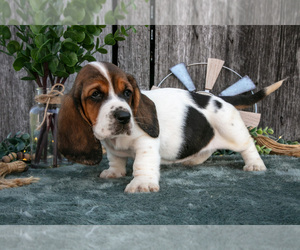 Medium Basset Hound