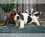 Puppy Gracie Basset Hound
