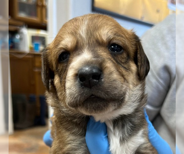 Medium Photo #1 Labrador Retriever-Unknown Mix Puppy For Sale in Bolivar, MO, USA