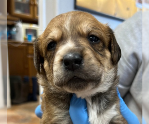Labrador Retriever-Unknown Mix Dogs for adoption in Bolivar, MO, USA