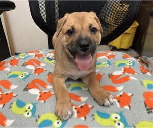 Mutt Dogs for adoption in Stockton, CA, USA