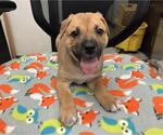 Small Mutt